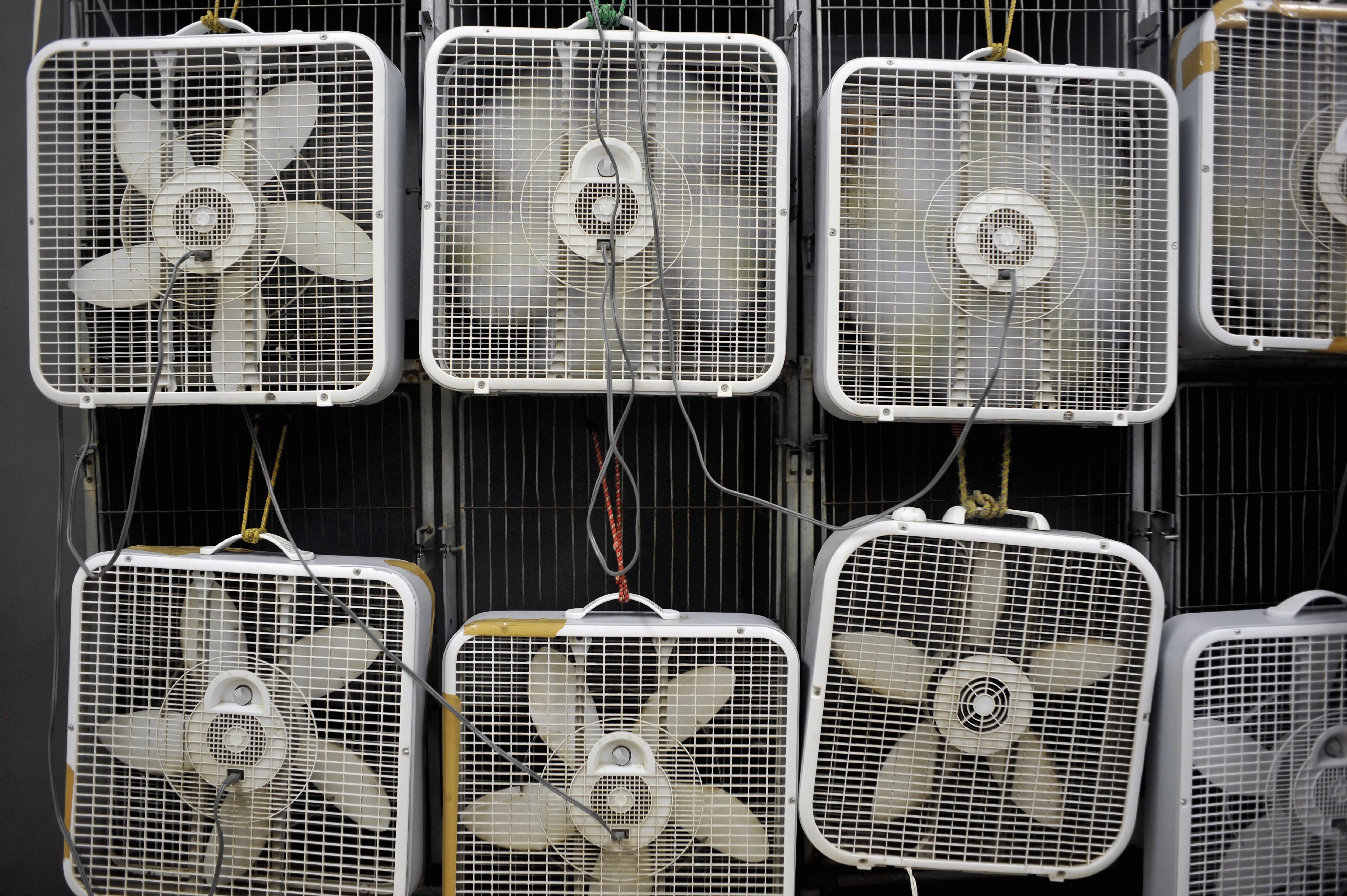 Multiple box fans cooling a large area