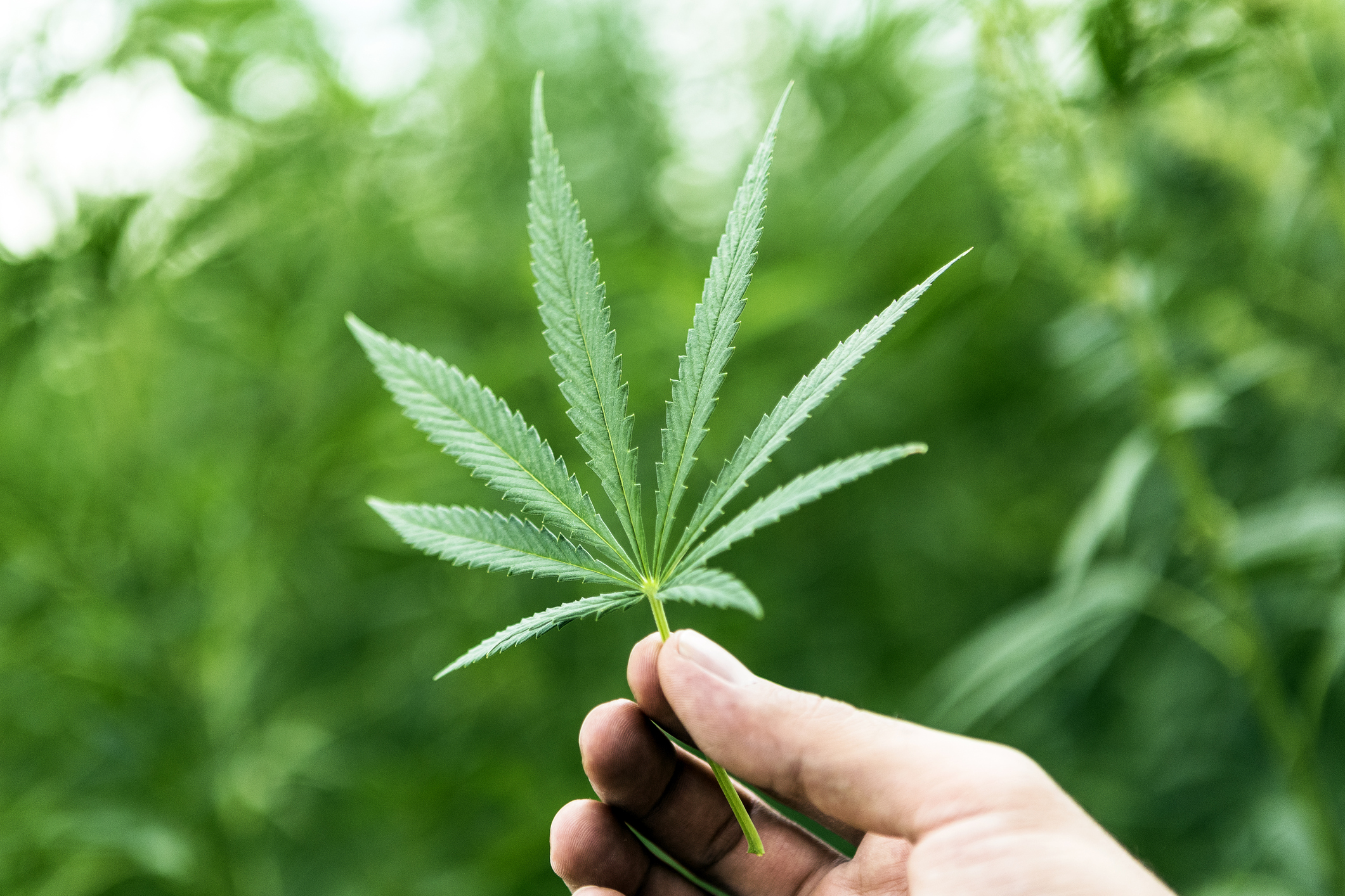 Hand Holding Marijuana Leaf with Cannabis Plants in Background