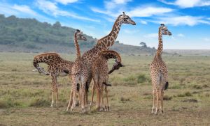 Giraffe family