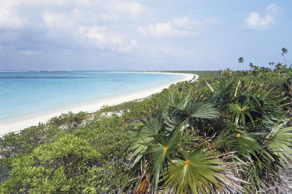 Beach with vegetation