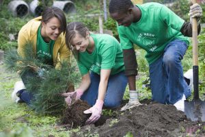 Volunteers planting a tree together