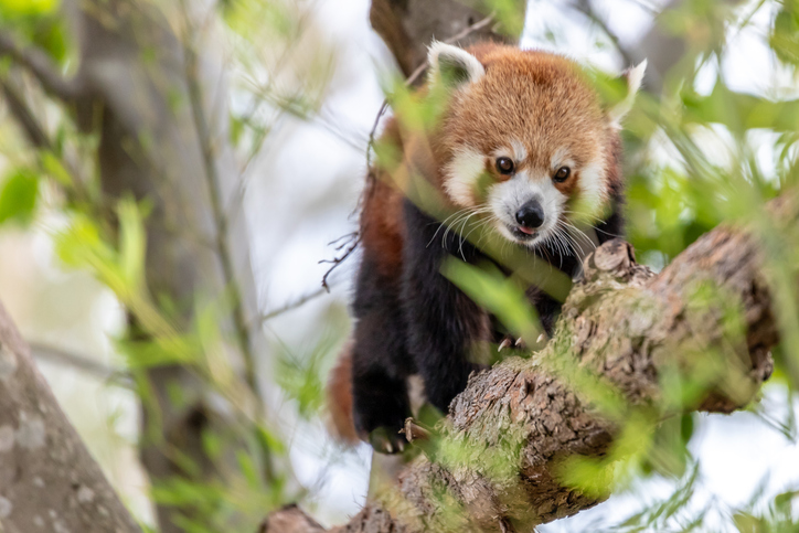 red panda
